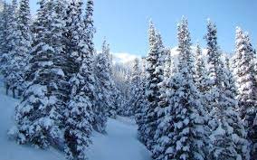 A group of pine trees covered in snow