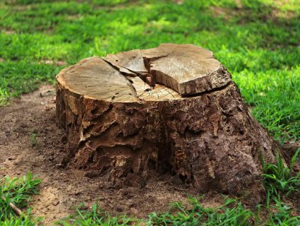 A tree stump