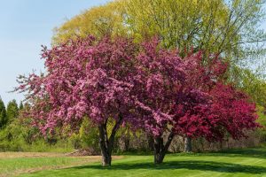 Tree with Pink and Red Blooms